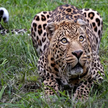 With Ceilings In 莱斯河畔的汉恩